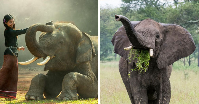 Elephants and Humans