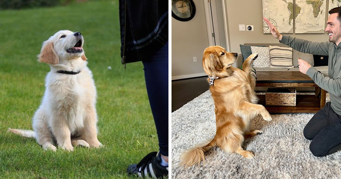 Golden Retriever Training for Responsible Guide Dog Roles