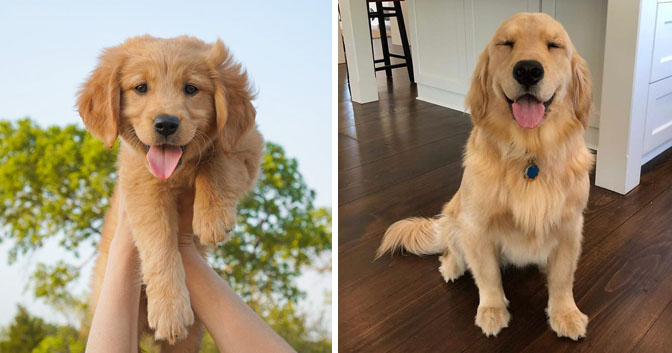 The Golden Retriever: A Beloved Companion for All Ages